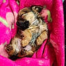 adorable, animal, blanket, cozy, cute, cute_pet, domestic_animal, fur, lying_down, mammal, paw, pet, pink, puppy, relaxed, resting, sleeping, small, soft, young