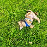 Rocky is registered to the contest to win money with this photo: puppy, dog, grass, greenery, playful, outdoor, pet, young_dog, harness, nature, animal, cute, rolling, fun, summer, canine, small_dog, fur, happy, leash