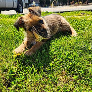 Rocky joined the competition — help win amazing prizes! puppy, dog, grass, outdoor, sunlight, playful, chewing, wood, greenery, vehicle, truck, daytime, small_dog, pet, nature, yard, animal, cute, fur, summer