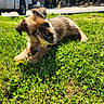 animal, chewing, cute, daytime, dog, fur, grass, greenery, nature, outdoor, pet, playful, puppy, small_dog, summer, sunlight, truck, vehicle, wood, yard