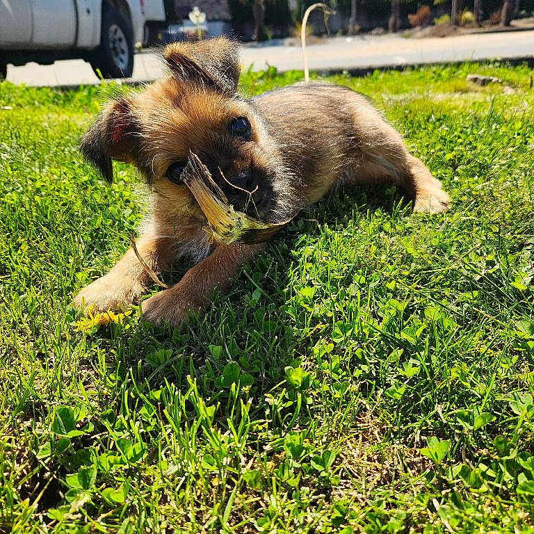 Rocky joined the competition — help win amazing prizes! puppy, dog, grass, outdoor, sunlight, playful, chewing, wood, greenery, vehicle, truck, daytime, small_dog, pet, nature, yard, animal, cute, fur, summer