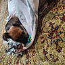 Rocky is registered to the contest to win money with this photo: puppy, dog, blanket, carpet, indoor, cute, small, brown, black, fur, toy, pacifier, floor, pattern, cozy, pet, animal, resting, comfort, home