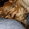 Petranella is registered to the contest to win money with this photo: dog, sleeping, close_up, fur, cozy, resting, pet, indoor, brown, tan, texture, soft, blanket, comfort, animal, cute, relax, furry, small_dog, nap