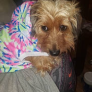 Petranella is registered to the contest to win money with this photo: dog, tie_dye, hoodie, pet, fur, brown, snout, ears, eyes, indoor, clothing, cute, animal, cozy, fabric, portrait, companion, laying, looking, casual