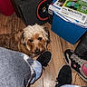 Petranella joined the competition — help win amazing prizes! dog, floor, sneakers, speaker, box, wooden_floor, indoor, curious, brown_fur, wet_fur, casual, person, pants, black_shoes, pink_shoes, messy, home, pet, looking_up, cozy