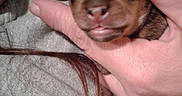Ynot is registered to the contest to win money with this photo: puppy, newborn, sleeping, hand, person, hoodie, brown, tiny, cute, closeup, indoor, soft, cozy, animal, pet, face, fingers, skin, young, resting