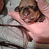 puppy, newborn, sleeping, hand, person, hoodie, brown, tiny, cute, closeup, indoor, soft, cozy, animal, pet, face, fingers, skin, young, resting