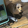 dog, indoor, wooden_floor, power_strip, cables, clothes, light_brown_fur, cart, paper_plate, curious_eyes, pet, flooring, small_dog, looking_up, household_items, cords, plugged_in, domestic, companion, casual