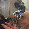 Ynot is registered to the contest to win money with this photo: puppy, dog, hand, indoor, wooden_cabinet, bird, affection, closeup, pet, animal, tongue_out, sniffing, furniture, person_hand, domestic, cute, small_dog, larger_dog, household_items, nuzzling
