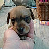 Ynot is registered to the contest to win money with this photo: puppy, dog, hand, bracelet, beads, basket, pens, fabric, indoor, closeup, blur, cute, pet, small, brown, furniture, cozy, soft, portrait, animal