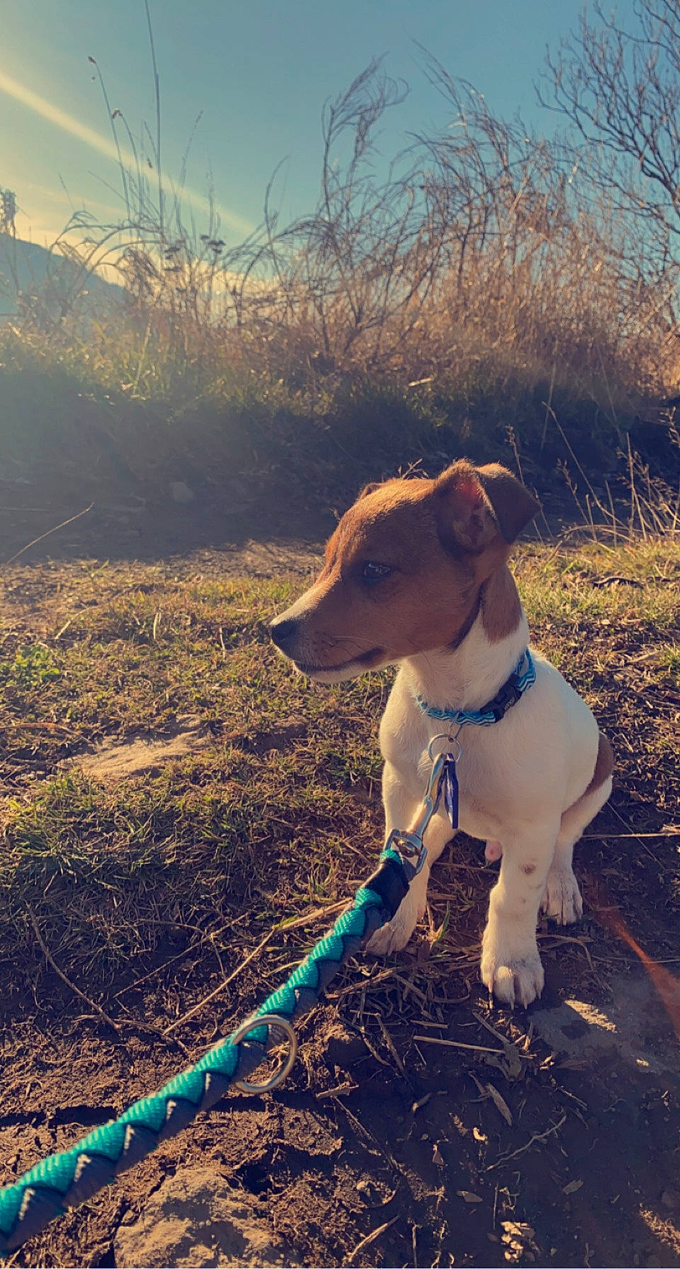 Rouxy participe au concours pour gagner de l'argent avec cette photo : adventure, carnivore, cloud, collar, companion_dog, dog, dog_breed, dog_collar, fawn, grass, grassland, happy, landscape, leash, plant, sky, soil, sporting_group, walking, working_animal