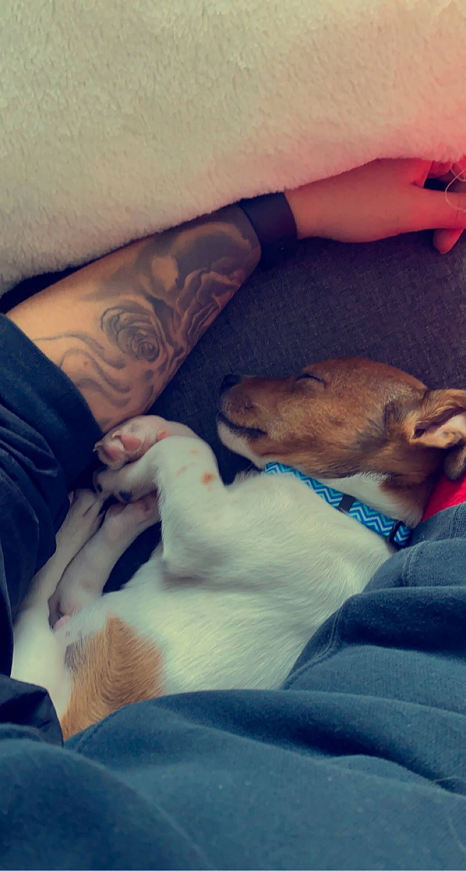 Rouxy participe au concours pour gagner de l'argent avec cette photo : carnivore, cloud, comfort, companion_dog, dog, dog_breed, elbow, fawn, felidae, finger, hand, lap, leg, muscle, nail, shoulder, skin, temporary_tattoo, thigh, whiskers