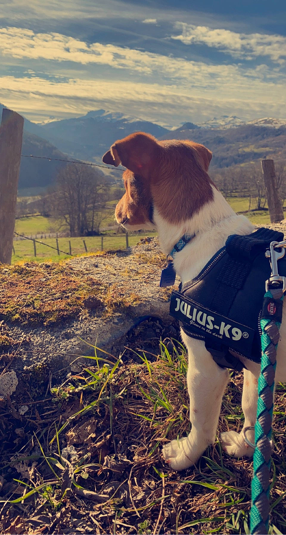 Rouxy participe au concours pour gagner de l'argent avec cette photo : carnivore, cloud, collar, companion_dog, dog, dog_breed, dog_collar, dog_supply, fawn, grass, landscape, morning, mountain, plant, sky, snout, sunlight, tints_and_shades, tree, working_animal