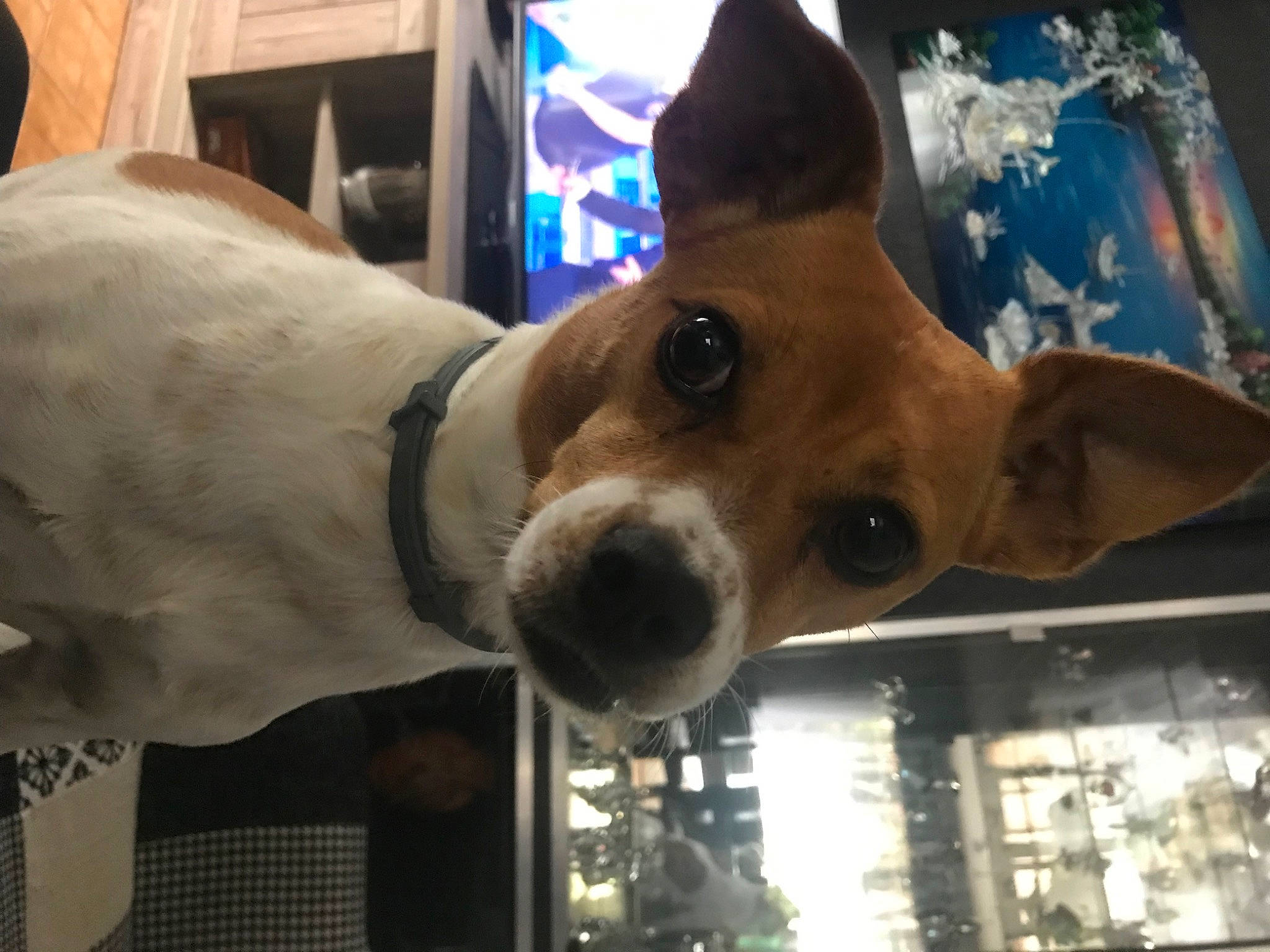 Félipa participe au concours pour gagner de l'argent avec cette photo : canidae, carnivore, collar, companion_dog, dog, dog_breed, dog_supply, ear, fawn, fun, fur, hat, non_sporting_group, party_hat, selfie, snout, sporting_group, toy_dog, whiskers, working_animal