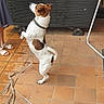 Looping a rejoint le concours — aidez-le/la à gagner de superbes lots ! animal, brown_spots, clothing, collar, dog, footwear, hand, interaction, leash, outdoor, pavement, person, pet, playful, side_view, standing, tiles, waiting, water_spots, white_dog