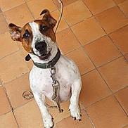 Looping a rejoint le concours — aidez-le/la à gagner de superbes lots ! active, animal, brown_and_white, canine, close_up, collar, dog, domestic_animal, ears_up, four_legs, friendly, happy, indoor, jumping, leash, looking_up, pet, playful, tile_floor, young_dog
