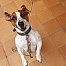 active, animal, brown_and_white, canine, close_up, collar, dog, domestic_animal, ears_up, four_legs, friendly, happy, indoor, jumping, leash, looking_up, pet, playful, tile_floor, young_dog