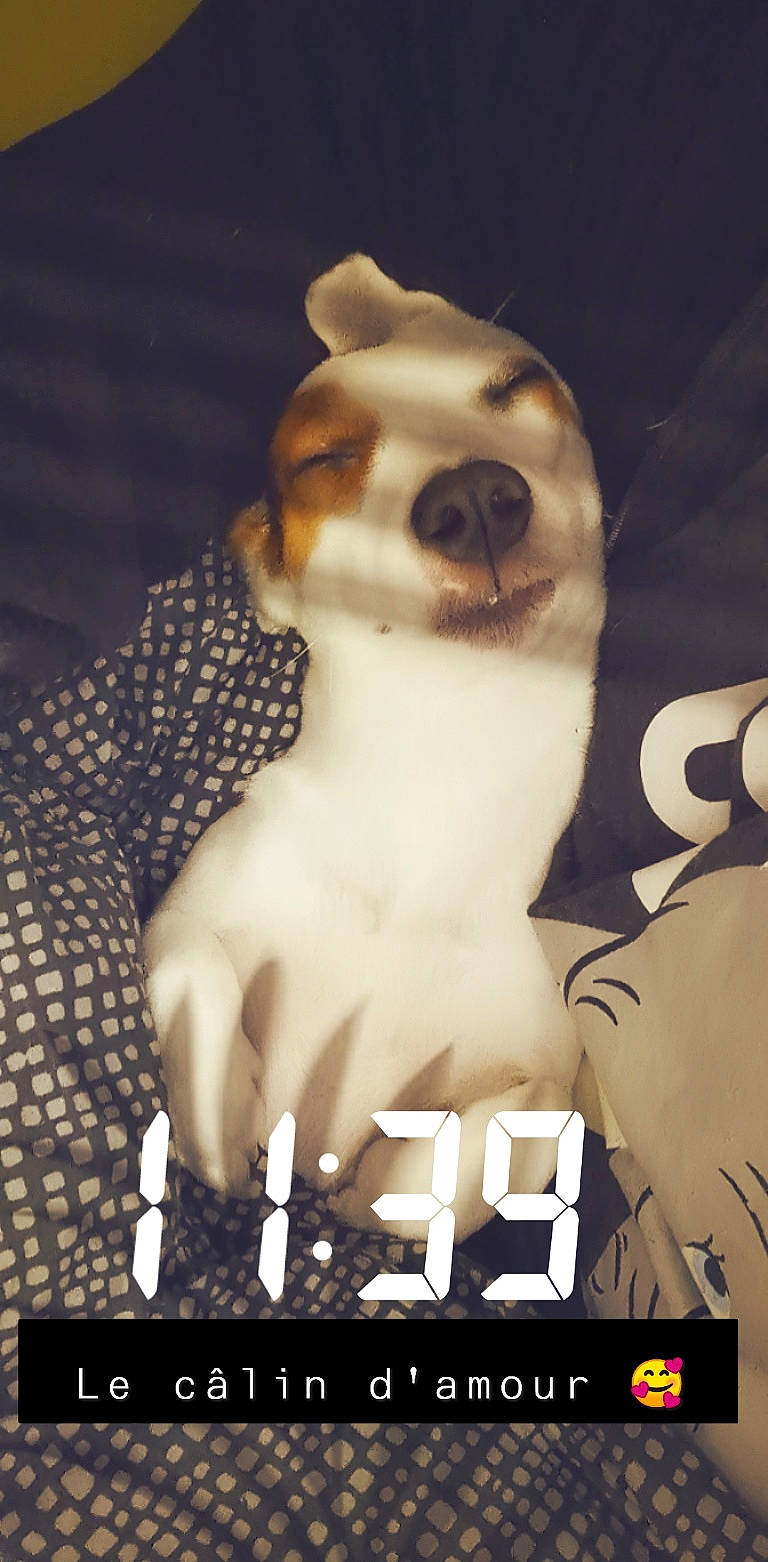 Kyra a rejoint le concours — aidez-le/la à gagner de superbes lots ! bone, carnivore, chest, companion_dog, darkness, dog, dog_breed, felidae, flash_photography, font, fur, gesture, illustration, jaw, logo, pattern, photo_caption, poster, sporting_group, whiskers