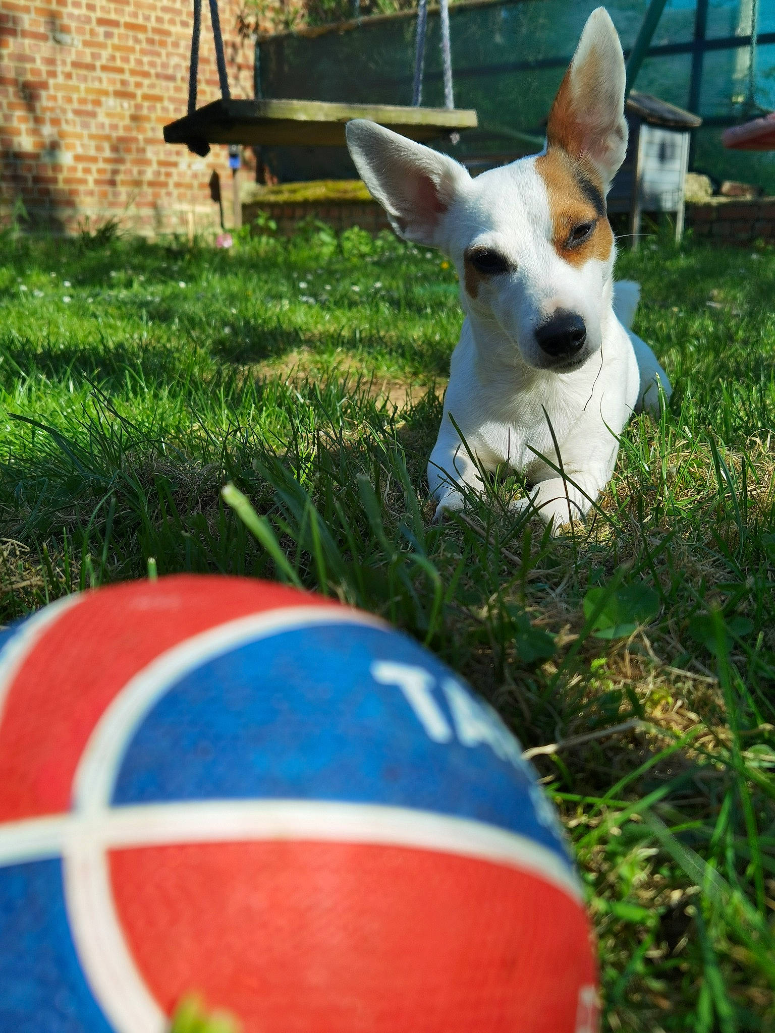 Kyra participe au concours pour gagner de l'argent avec cette photo : ball, canidae, carnivore, collar, companion_dog, dog, dog_breed, fawn, grass, green, leisure, non_sporting_group, plant, snout, sphere, sporting_group, tail, terrestrial_animal, whiskers, working_animal