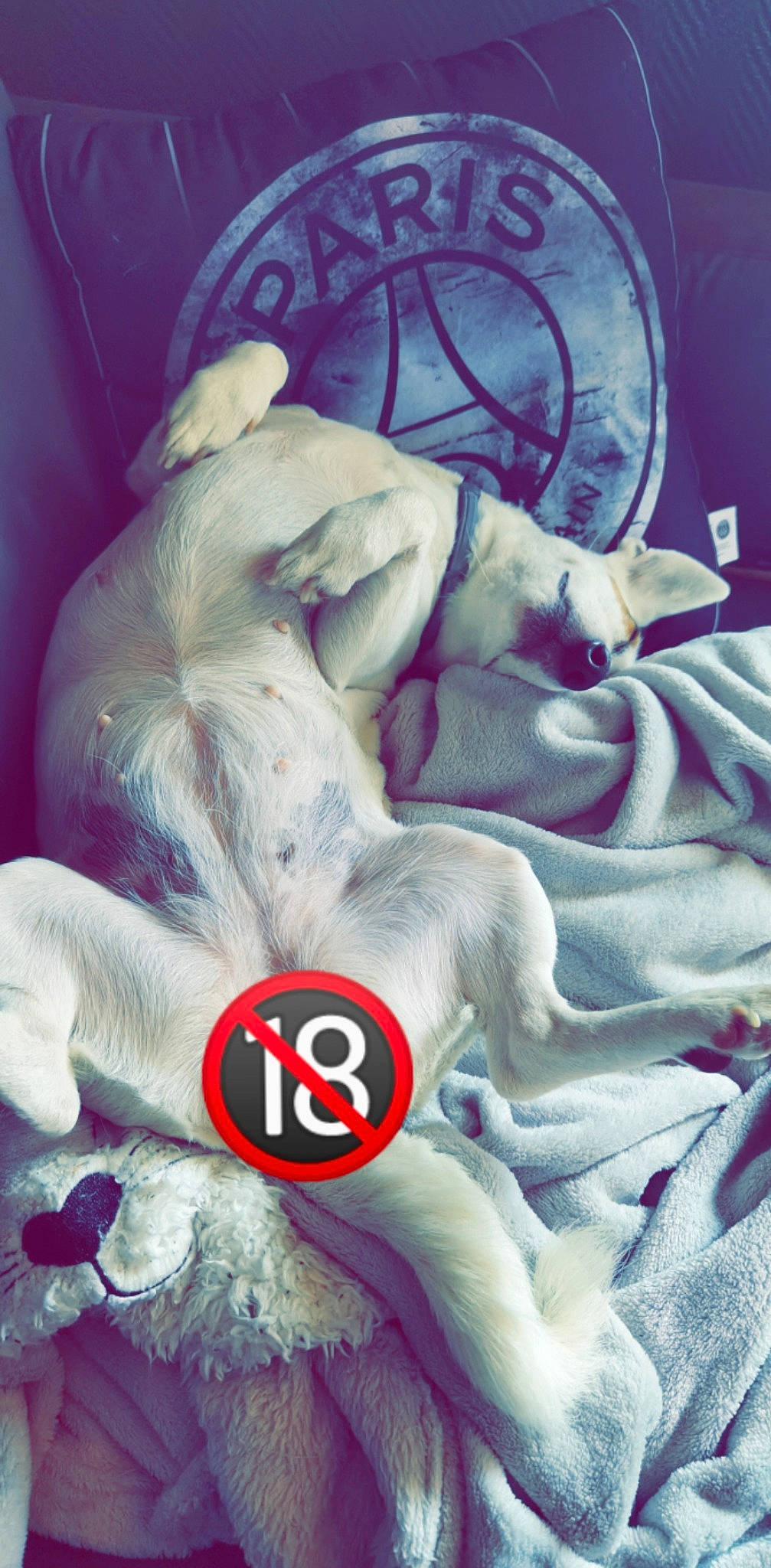 Kyra a rejoint le concours — aidez-le/la à gagner de superbes lots ! canidae, carmine, carnivore, comfort, companion_dog, dog_breed, felidae, fictional_character, flesh, font, fur, gesture, linens, magenta, nap, pattern, paw, stuffed_toy, tail, textile