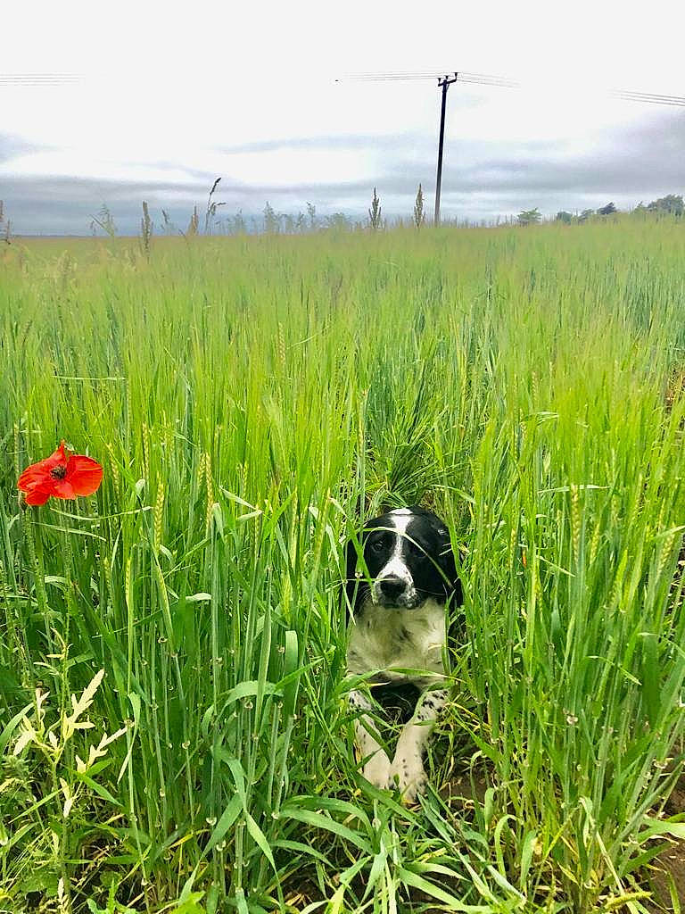 Rebel joined the competition — help win amazing prizes! agriculture, carnivore, cloud, companion_dog, dog, dog_breed, grass, grass_family, grassland, land_lot, landscape, meadow, natural_landscape, pasture, people_in_nature, plain, plant, prairie, sky, terrestrial_plant