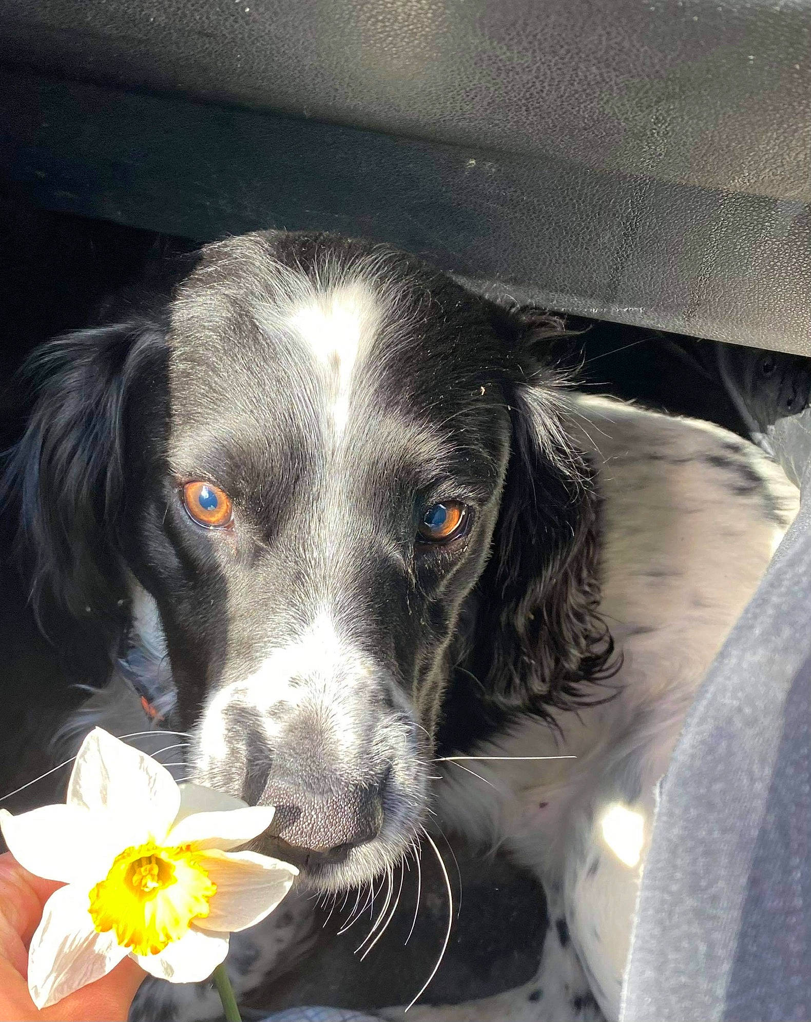 Rebel is registered to the contest to win money with this photo: borador, canidae, carnivore, companion_dog, dog, dog_breed, ear, flower, flowering_plant, fur, herding_dog, paw, petal, puppy, snout, spaniel, sporting_group, whiskers, working_animal