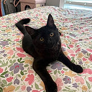 Prince Maui is registered to the contest to win money with this photo: cat, kitten, black_cat, bed, bedspread, floral_pattern, indoor, pet, animal, cute, fur, whiskers, ears, eyes, tail, resting, curious, cozy, room, window_blinds