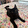 cat, kitten, black_cat, bed, bedspread, floral_pattern, indoor, pet, animal, cute, fur, whiskers, ears, eyes, tail, resting, curious, cozy, room, window_blinds