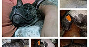 Jada is registered to the contest to win money with this photo: dog, brindle, sleeping, collar, orange_tag, couch, concrete, relaxed, indoor, outdoor, paw, fur, pet, animal, resting, lying_down, closeup, tattooed_arm, human, composite