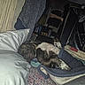 dog, sleeping, blanket, bed, pillow, quilt, indoor, cozy, resting, animal, pet, fur, comfort, furniture, room, relaxing, canine, domestic, sleep, quiet