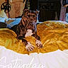animal, bed, blanket, brindle, brown, canine, cozy, dog, eyes, furniture, house, indoor, looking, mustard_yellow, pet, portrait, relaxed, resting, room, white
