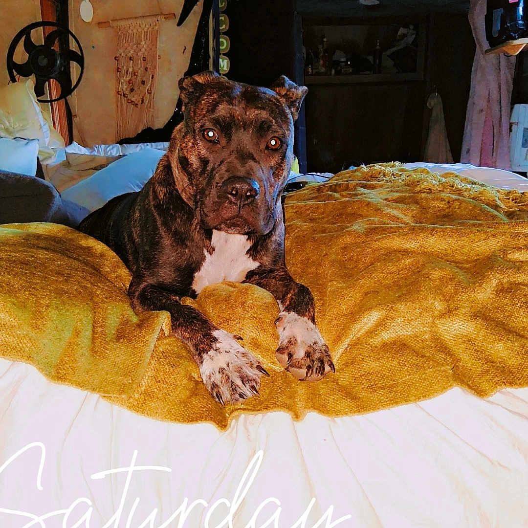 Jada