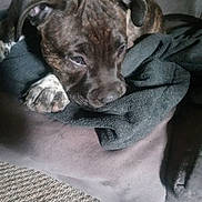 Jada is registered to the contest to win money with this photo: puppy, dog, brindle, blanket, cushion, carpet, resting, sleepy, pet, closeup, paw, indoor, cozy, fur, animal, mammal, cute, young, comfort, soft