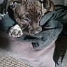 puppy, dog, brindle, blanket, cushion, carpet, resting, sleepy, pet, closeup, paw, indoor, cozy, fur, animal, mammal, cute, young, comfort, soft