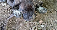 Jada is registered to the contest to win money with this photo: animal, brindle, canine, closeup, collar, dirt, dog, fur, ground, leash, nature, nose, outdoor, paw, pet, puppy, relaxing, resting, sleeping, young