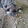 dog, puppy, sleeping, brindle, leash, outdoor, dirt, ground, paw, nose, animal, pet, nature, resting, closeup, young, canine, fur, collar, relaxing