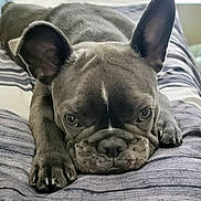 Harley joined the competition — help win amazing prizes! dog, french_bulldog, puppy, bed, resting, ears, paws, close_up, indoor, pet, sleepy, cute, animal, laying_down, fur, snout, striped_bedspread, napping, canine, domestic