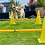 dog, jumping, agility, hurdle, yellow_cones, grass, garden, flowers, outdoor, playful, pet, fur, ears, greenery, backyard, active, animal, happy, leap, nature