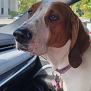 Abbey joined the competition — help win amazing prizes! dog, pet, car_interior, collar, tag, brown_and_white, canine, window, leash, seat, daylight, side_view, animal, portrait, domestic_animal, calm, close_up, vehicle, nature_background, indoor
