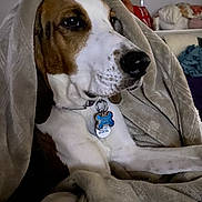 Bailey is registered to the contest to win money with this photo: dog, blanket, collar, pet_tag, indoor, cozy, brown_and_white, resting, living_room, window_blind, cushion, soft_texture, close_up, domestic_animal, canine, fur, snuggled, relaxed, portrait, animal