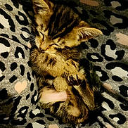 Grace joined the competition — help win amazing prizes! kitten, sleeping, animal, pet, feline, leopard_print, blanket, cozy, fur, cute, small, resting, paw, whiskers, ears, tabby, soft, pattern, indoor, closeup
