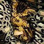 kitten, sleeping, animal, pet, feline, leopard_print, blanket, cozy, fur, cute, small, resting, paw, whiskers, ears, tabby, soft, pattern, indoor, closeup