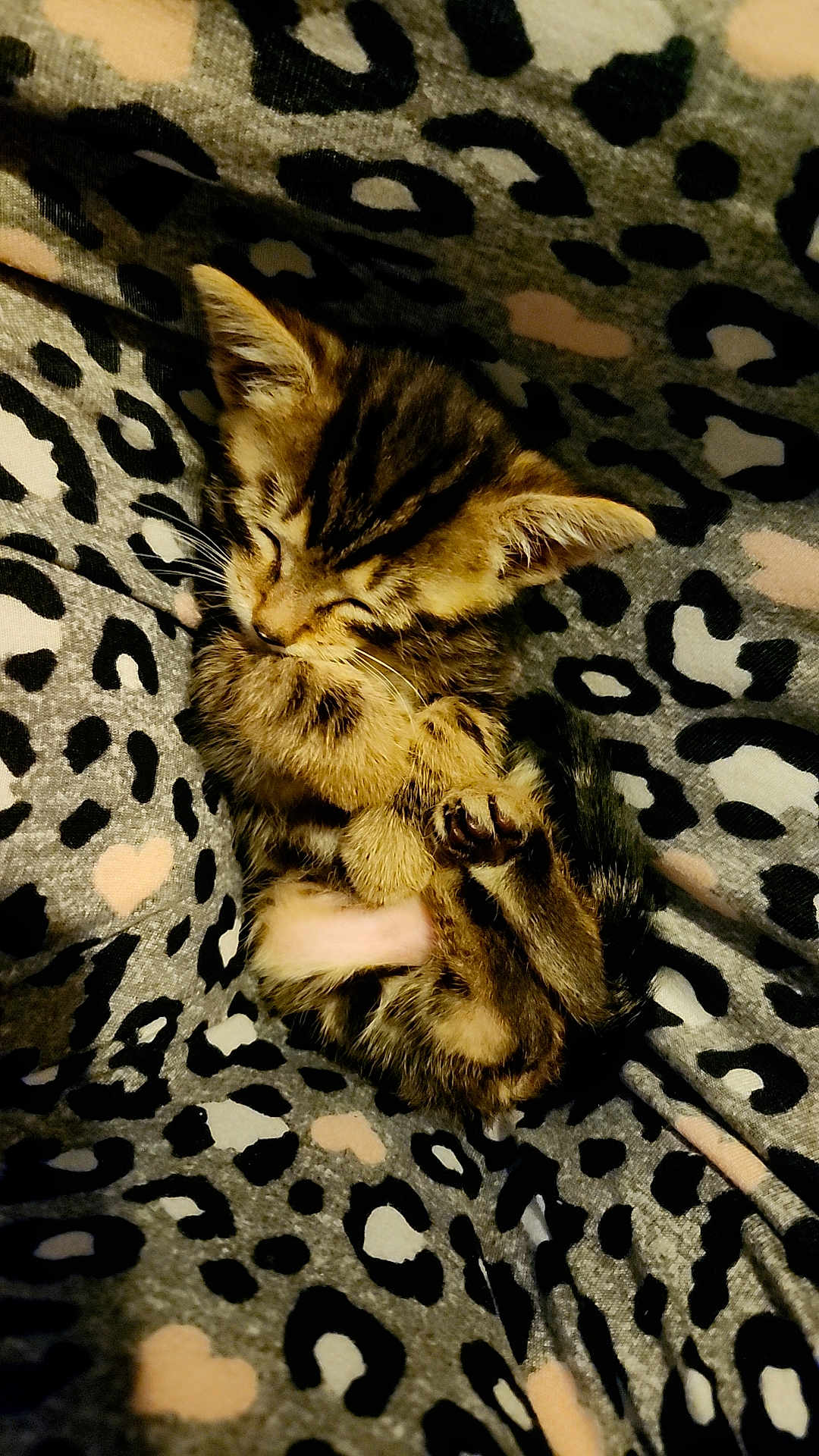 Grace joined the competition — help win amazing prizes! kitten, sleeping, animal, pet, feline, leopard_print, blanket, cozy, fur, cute, small, resting, paw, whiskers, ears, tabby, soft, pattern, indoor, closeup