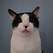 Moo-Moo is registered to the contest to win money with this photo: cat, black_and_white, close_up, pet, whiskers, ears, fur, indoor, animal, portrait, face, curious, tongue, soft_light, domestic_cat, feline, cute, looking, background, blue_wall