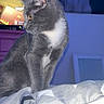 cat, gray_cat, white_fur, bed, blanket, indoor, pet, curious, feline, animal, soft_lighting, television, poster, room, fur_texture, domestic_cat, side_view, sitting, cozy, household