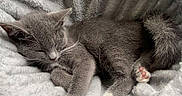 May joined the competition — help win amazing prizes! cat, sleeping, gray_cat, white_paws, fluffy_bed, pet_bed, indoor, window, natural_light, carpet, relaxed, cozy, feline, cute, resting, domestic_cat, paw, fur, quiet, nap