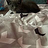 kitten, gray_cat, white_markings, blanket, patterned_blanket, indoor, pet, animal, curious, lying_down, wide_eyes, furniture, home, soft_texture, domestic_cat, whiskers, young_cat, cozy, background_blur, resting