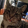cat, tabby, pet, animal, closeup, portrait, whiskers, ears, tongue, face, fur, striped_fur, brown, gray, white_chest, indoors, desk, computer_monitor, cables, water_bottle