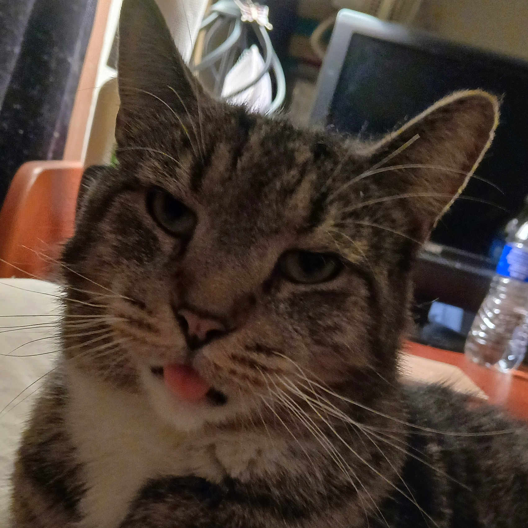 Rocky