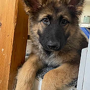Hunter is registered to the contest to win money with this photo: dog, puppy, german_shepherd, animal, pet, ears, carpet, step, indoor, close_up, fur, cute, face, portrait, young, canine, resting, looking, brown, black
